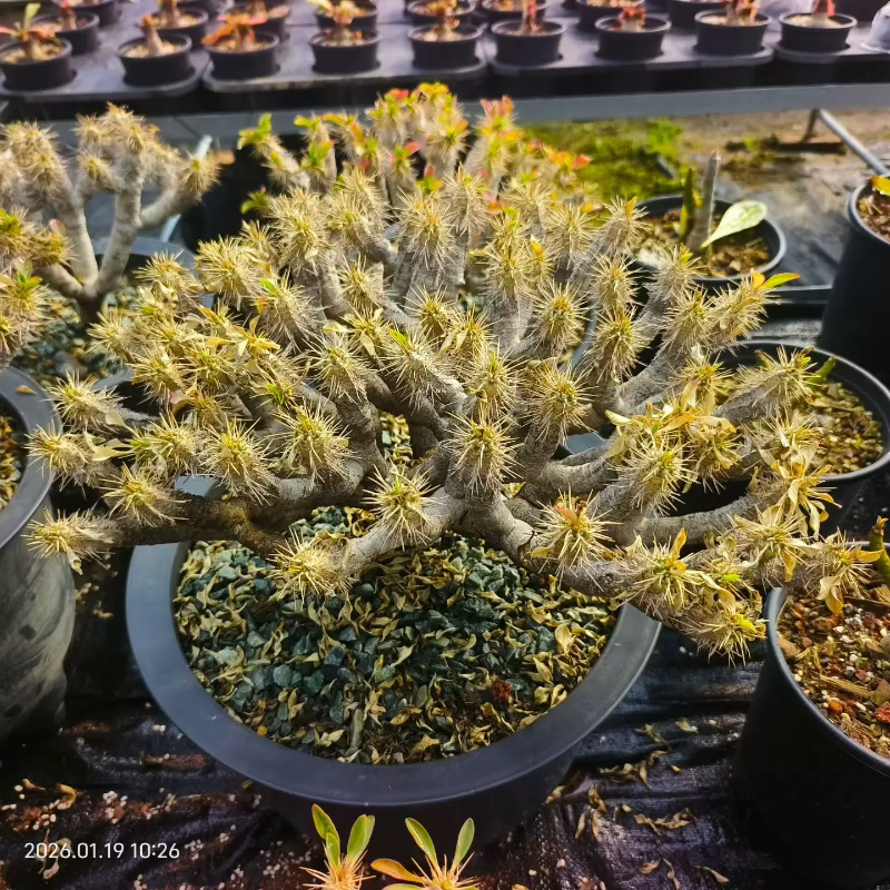 32cm鬼漆阁。熟桩子稀有种块根植物小众多肉一物一拍1/21