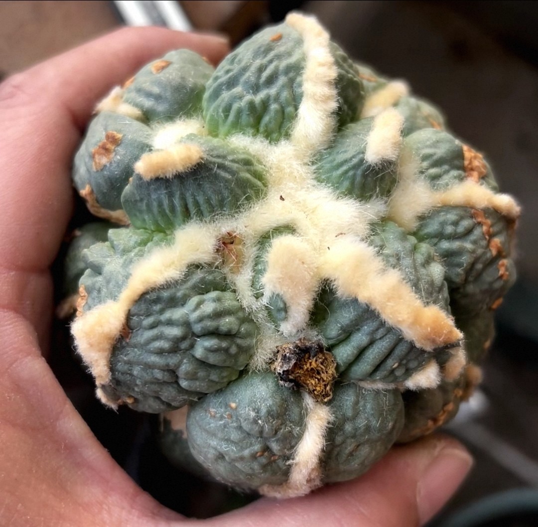 嫁接中筋蛋疣怒/b305小众绿植沙生仙人球多肉植物一物一拍12/13