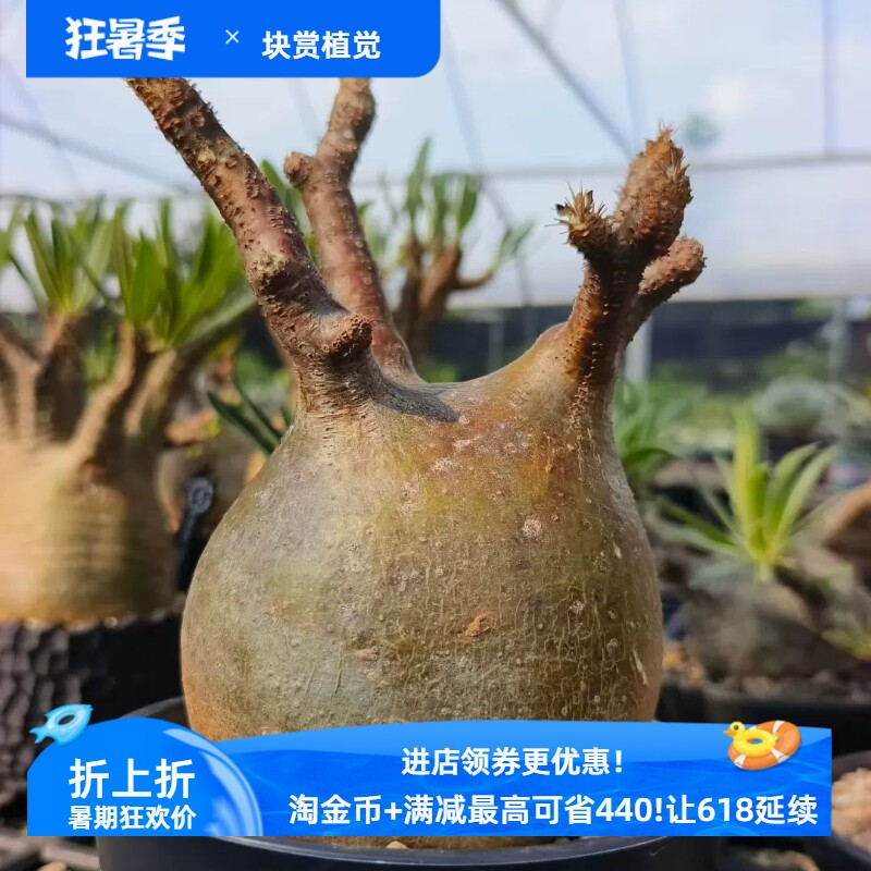 象牙宫。非常圆球体9.7棒棰树属块根植物一物一拍易养护包邮7/8