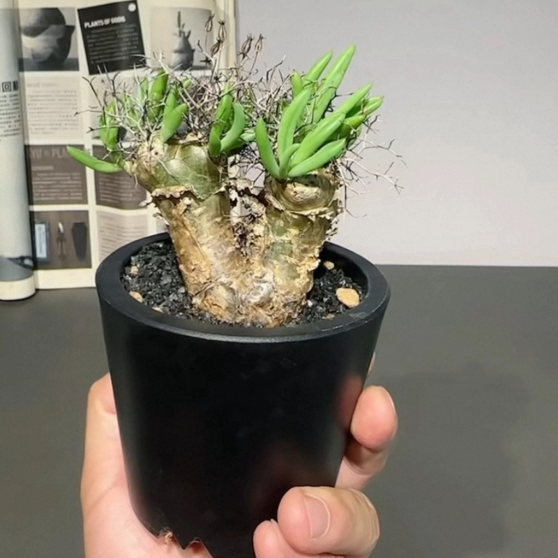 双头钢丝球万物想厚敦菊属冬型种块根小众绿植多肉一物一拍12/12
