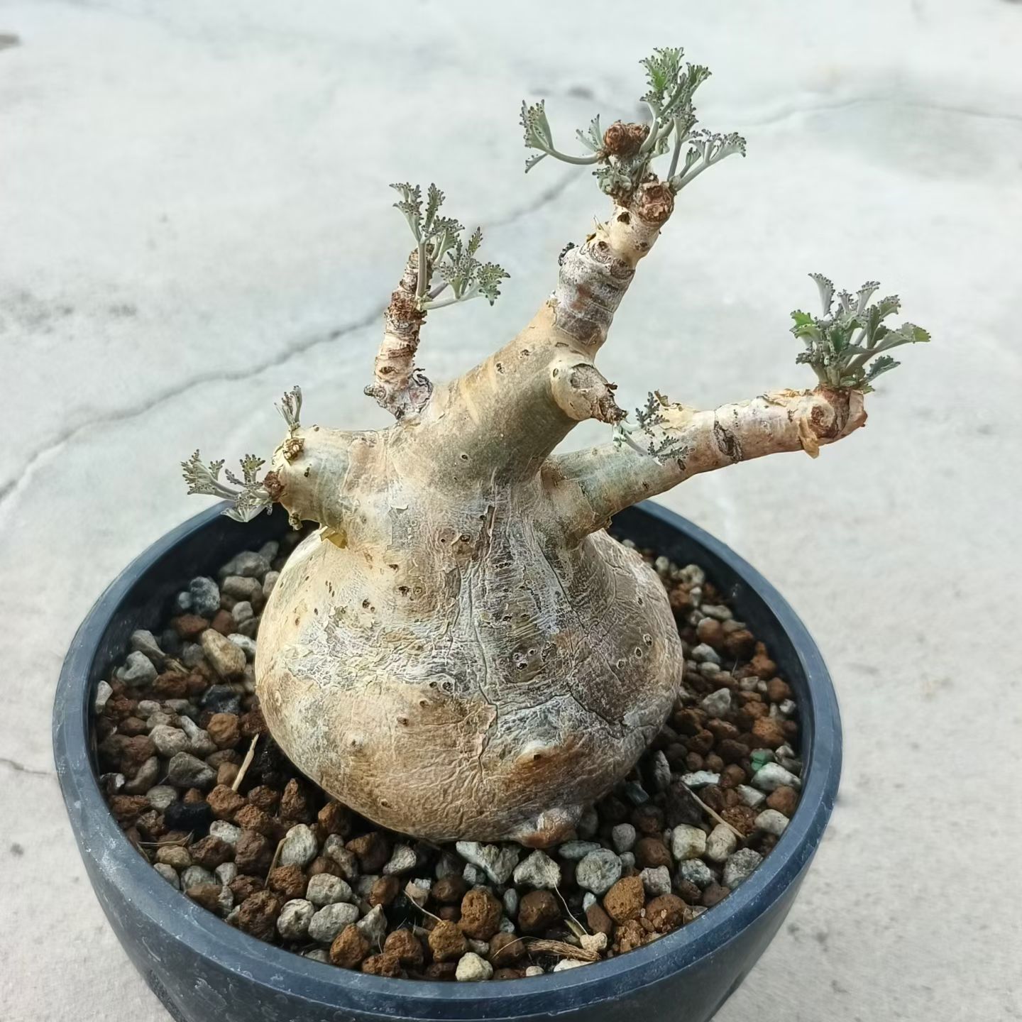 小碎叶葡萄翁葡萄翁属养定块根植物沙生一物一拍盆栽多肉7/23