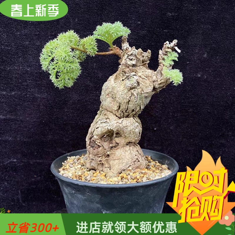 适合造景造型枯木洋葵冬型种块根植物一物一拍易养护稀有品种5/4