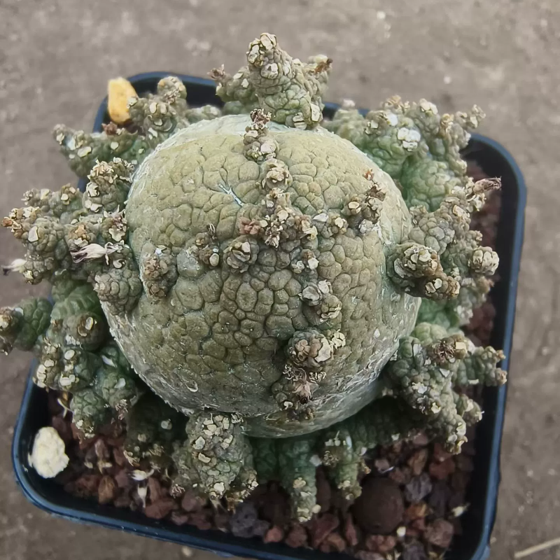 美杜莎凝蹄玉萝藦科块根满触手多肉室内盆栽一物一拍稀有品种12/6