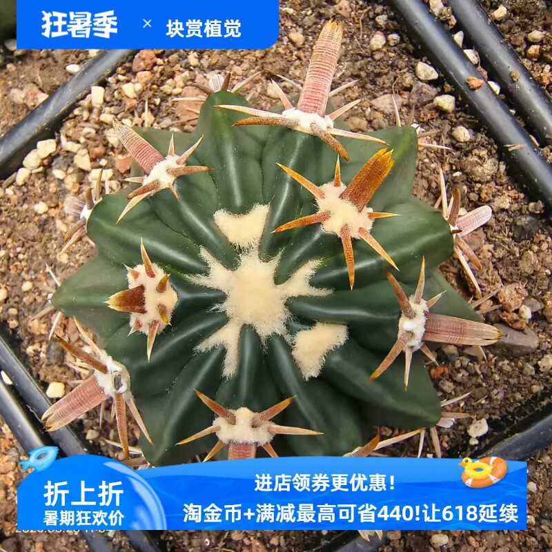 实生三割刺凌波强刺球属潮流懒人沙生潮流仙人球一物一拍多肉6/28