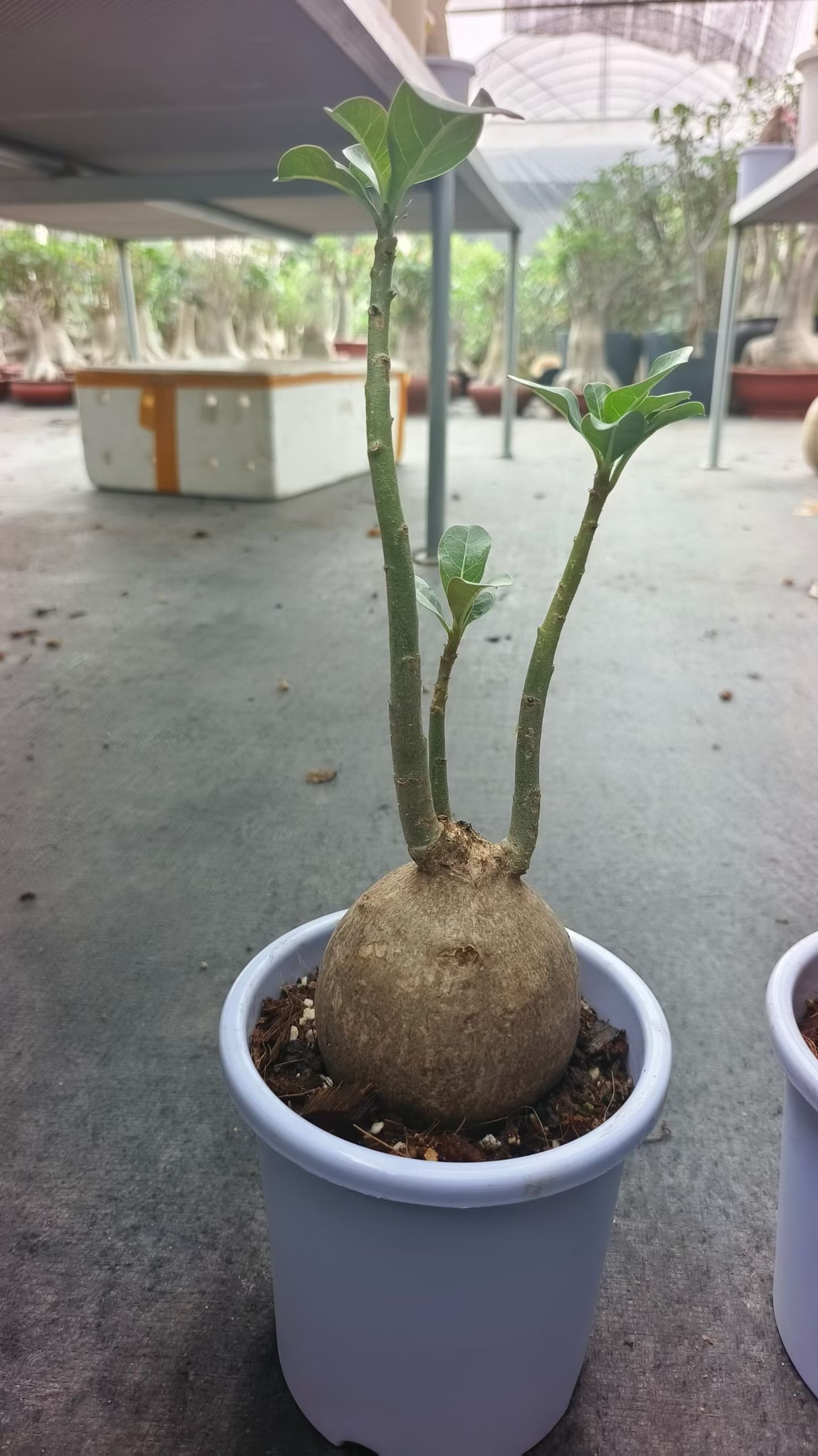 莫提夫沙漠玫瑰,老家块根潮流懒人沙生一物一拍盆栽多肉7/17