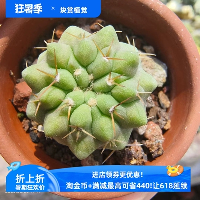 实生白金刺孤龙丸 短刺智利野采种室内盆栽仙人球肉肉一物一拍6/6