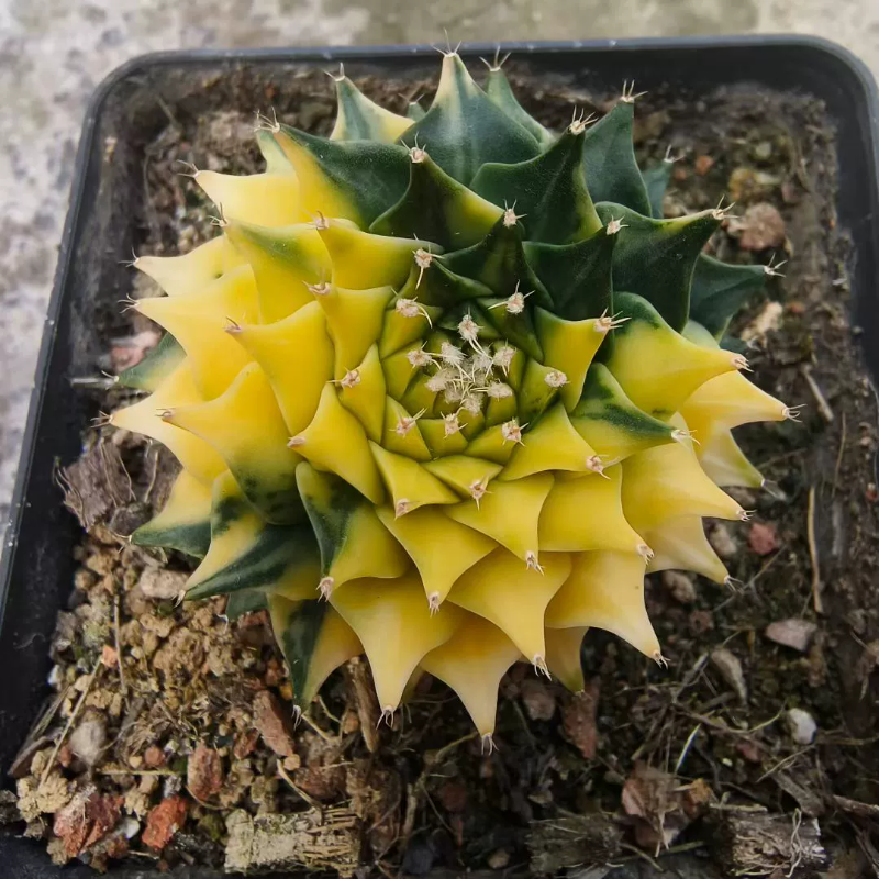 实生帝冠锦四大名球仙人球潮流桌面绿植植物一物一拍多肉11/21