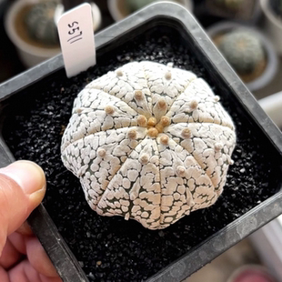 实生实生海星连线超兜 s571星球属小众仙人球多肉一物一拍12