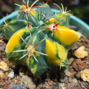 实生赤城锦，放漏仙人球植物可带盆发多肉一物一拍4/17