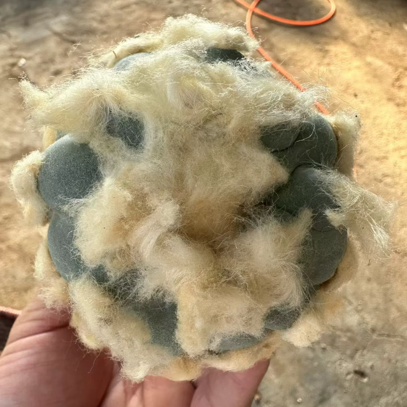 实生长毛草球，日系输入，毛量特别多仙人球一物一拍多肉11/17
