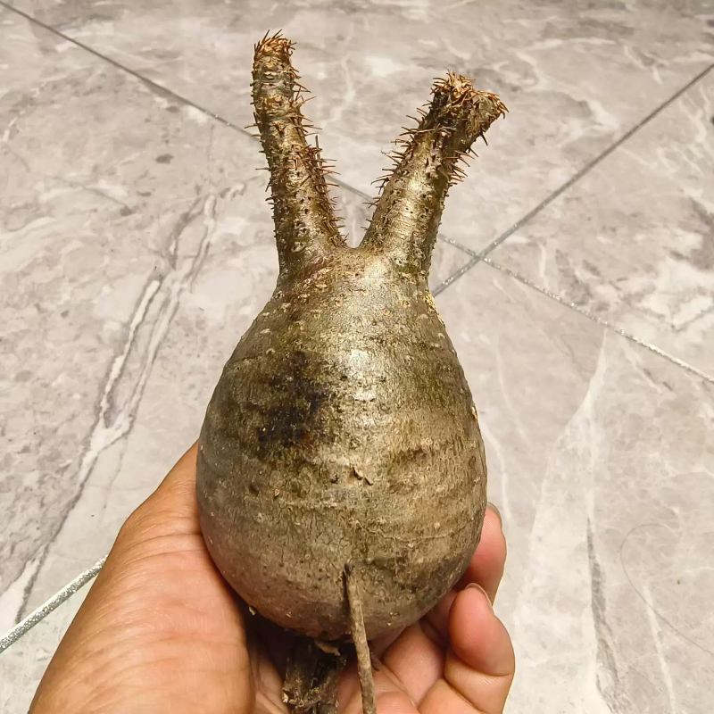 兔子形象芽宫棒棰树属块根6.5植物懒人块根室内盆栽带盆发多肉6/9