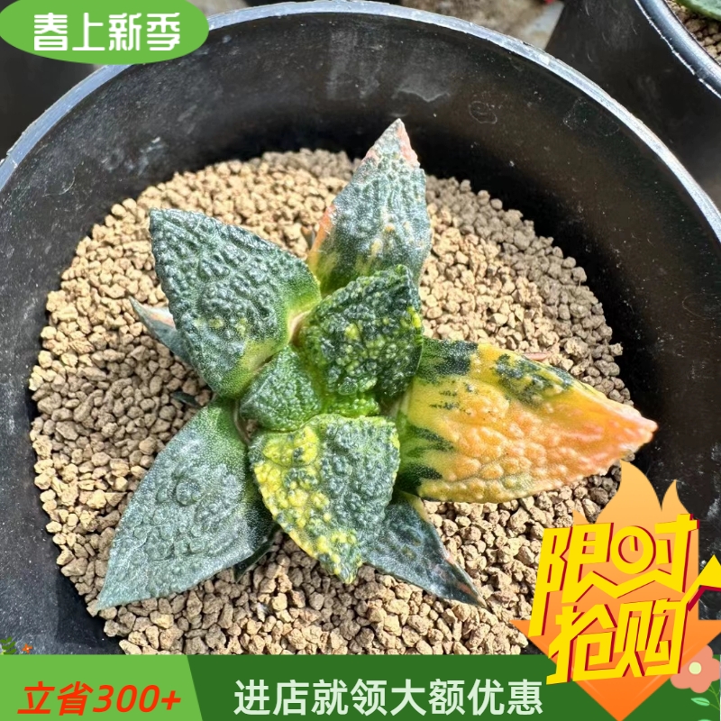 哥斯拉牡丹锦实生6.1CM三色锦岩牡丹属仙人球一物一拍多肉3/26