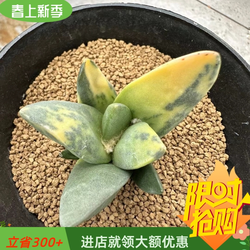 花牡丹，玉牡丹锦实生根5CM易养护岩牡丹属仙人球一物一拍多肉4/5