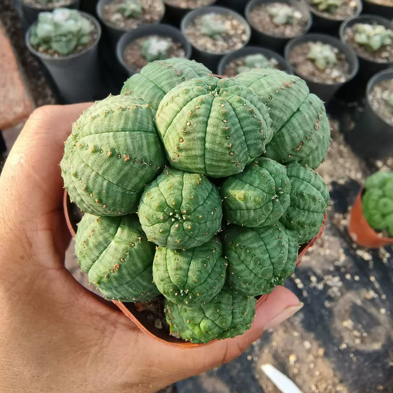 子吹布纹球缀化株侧芽株懒人沙生萝藦科一物一拍室内盆栽多肉6/22