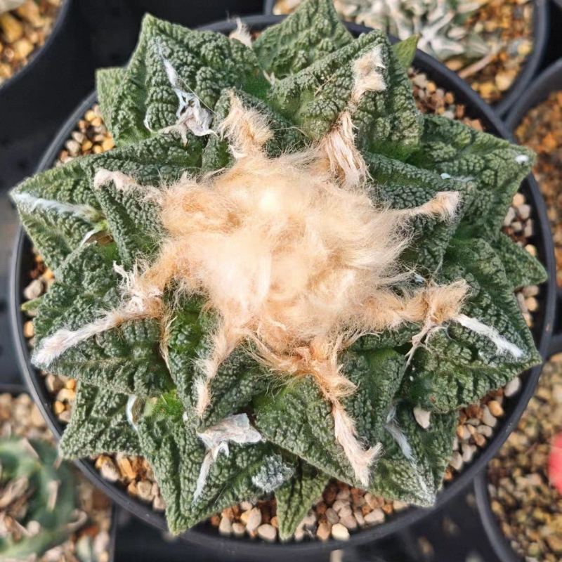 星星的盾牌 园艺实生,冠幅11.2cm 潮流仙人球一物一拍多肉11/9