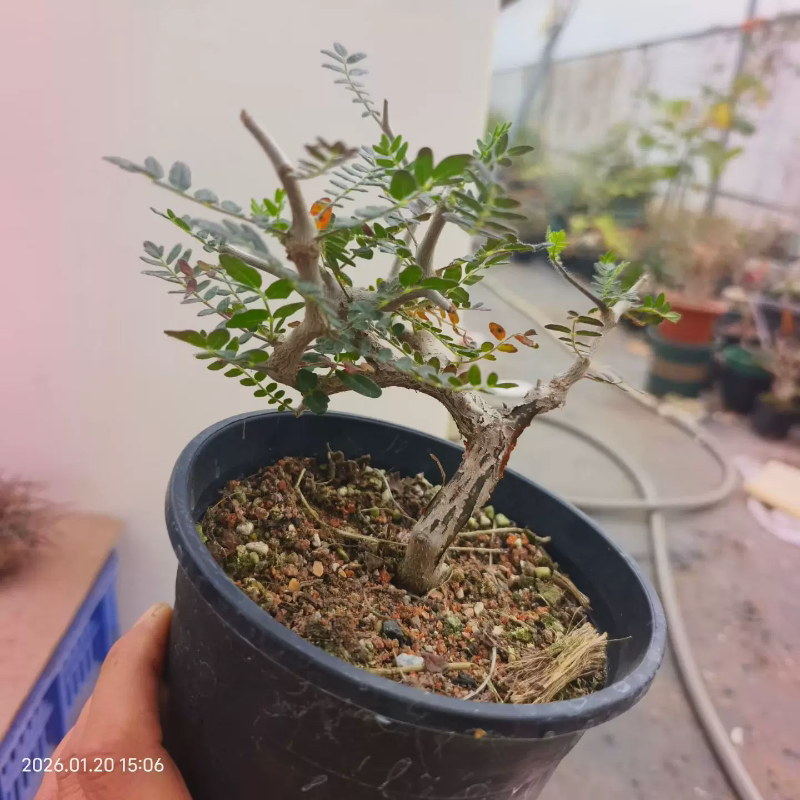 实生滔天橄榄。矮霸控养株肚子自然块根植物小众多肉一物一拍1/21 - 实物图