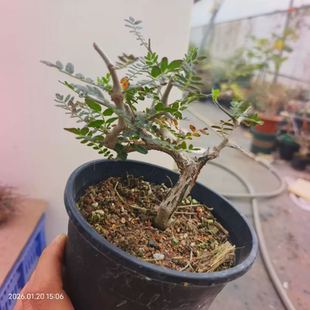 实生滔天橄榄。矮霸控养株肚子自然块根植物小众多肉一物一拍1/21