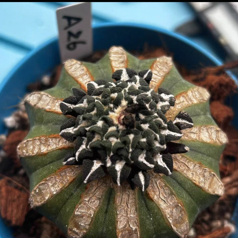 草球嫁接牡丹/姬牡丹/a26桌面绿植仙人球一物一拍多肉11/15