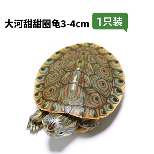现货小乌龟活物草龟花龟活体龟地图鳄龟墨龟火焰黄耳深水西锦龟苗