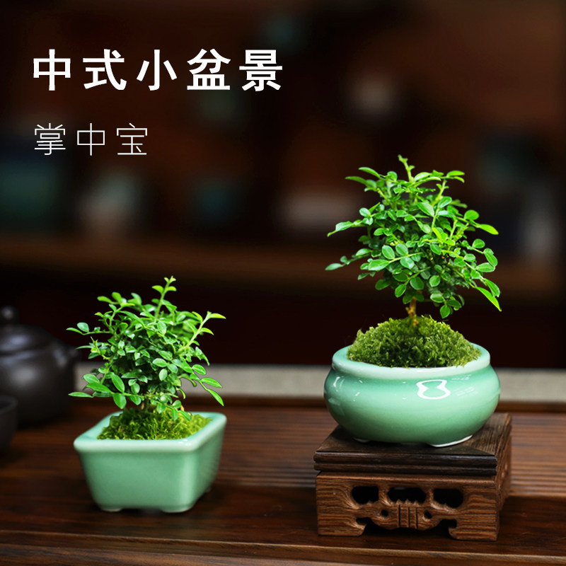 台湾达摩b九里香小叶九里香盆景桌面趣味微盆景书房茶桌禅意植物