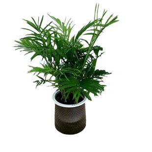 极速【买三送一】灰透塑胶盆富贵竹金钻发财树九里香绿植物桌面好