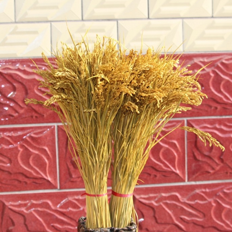 天然麦穗稻穗干燥花水稻丰收稻谷稻子装饰会展布置拍摄道具田园植