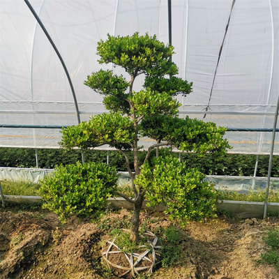 极速瓜子黄杨造型树小叶瓜子黄杨庭院别墅绿植四季常青 耐热耐寒