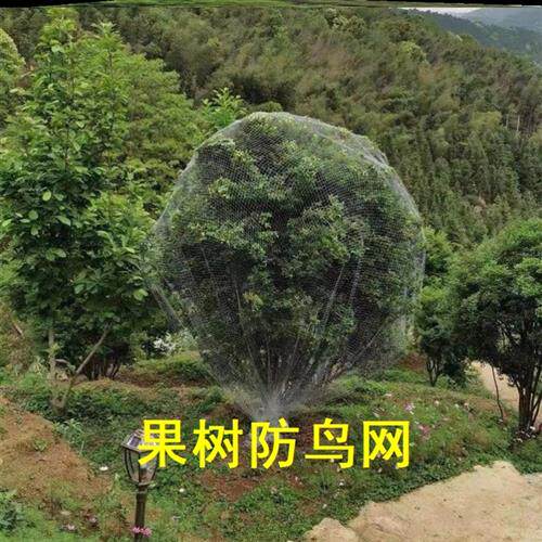 极速水库尼龙纱过滤网单层加厚防鸟网遮阴网绿化网眼加宝果树防护