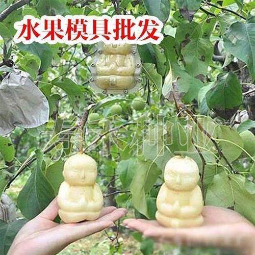 极速人参果农用模具水果定型模型生长造型成型方形