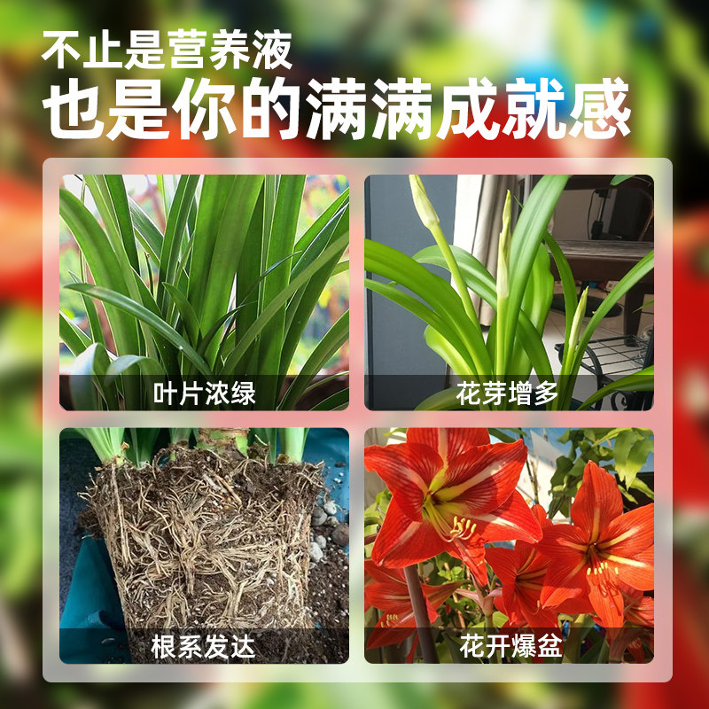 极速朱顶红专用营养液家用盆栽绿植花卉球根植物风信子通用型液体