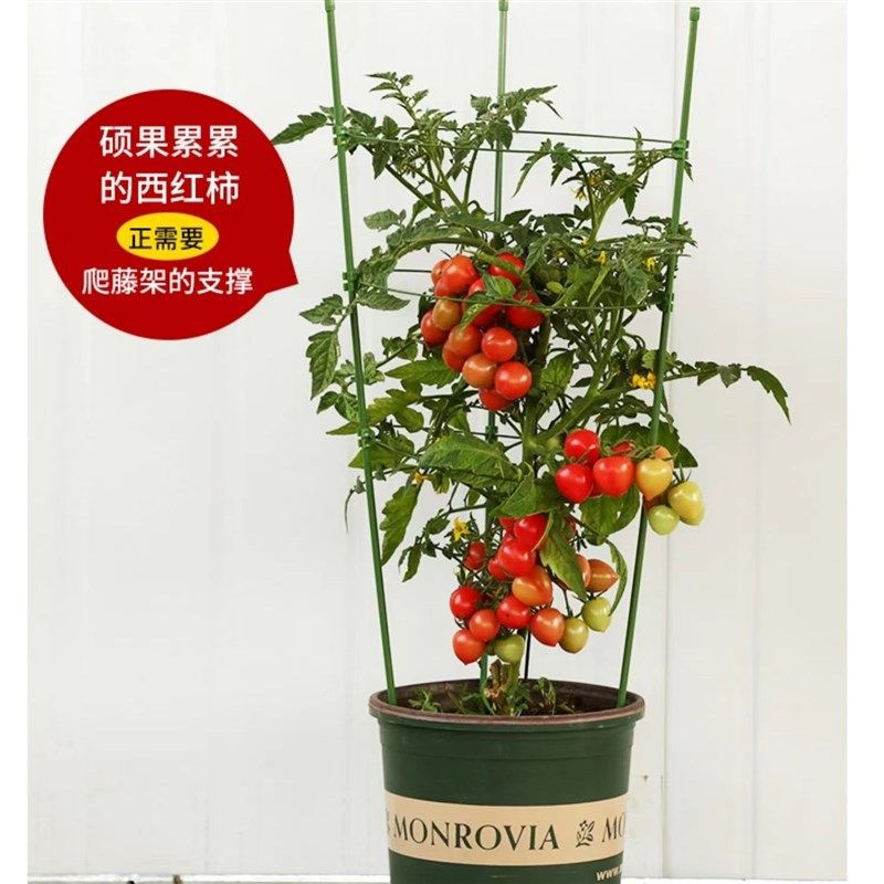 极速西红柿小番茄攀爬盆花支架黄瓜爬藤植物花架茄子豆角种菜架子