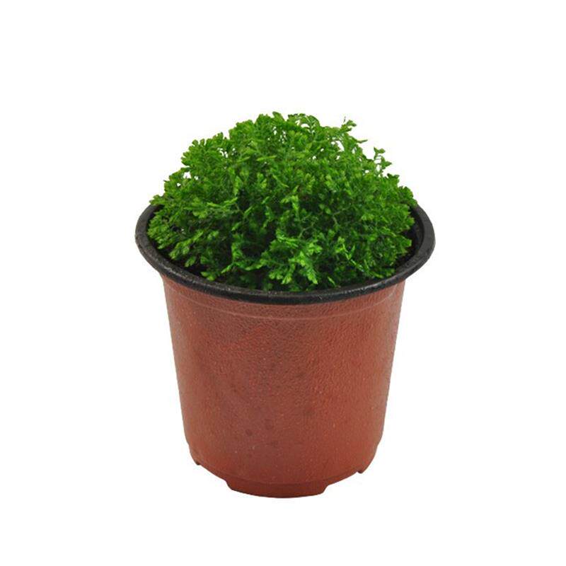 极速室内植物花卉不喜光植珊瑚厥常绿蕨类植物翠云草绿地球盆栽植