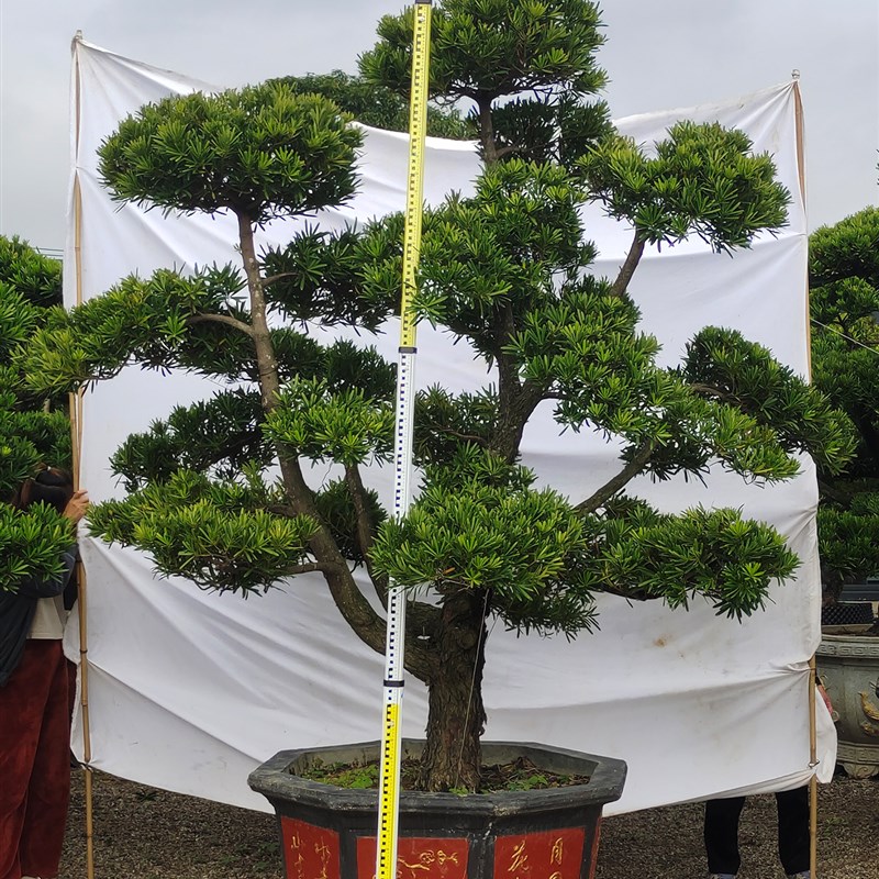 好货罗汉松大树黑松老桩盆景庭院造型树迎客松大型罗汉松别墅门口
