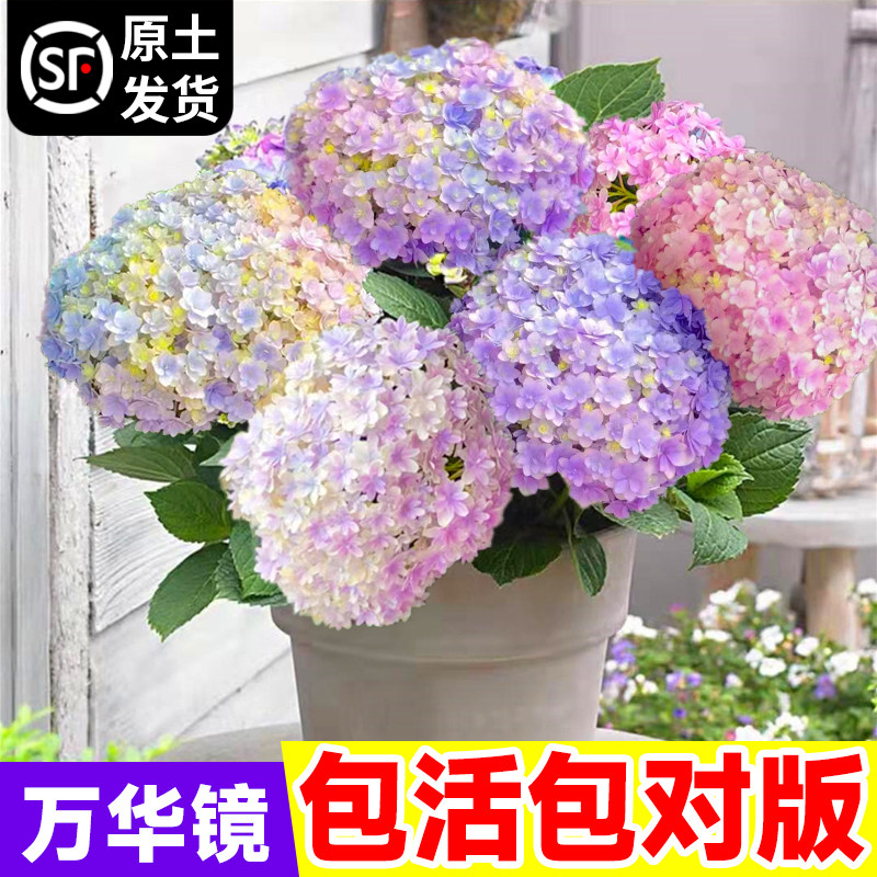 极速万华镜绣球花盆栽带花大苗无尽夏庭院耐晒欧洲木中华木绣球大