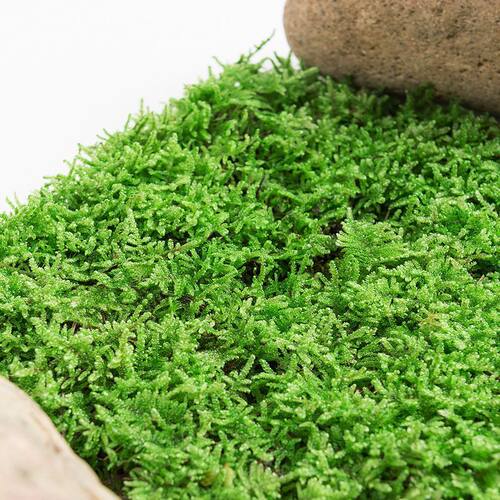 极速特价鲜活苔藓微景观盆景铺面庭院装饰青苔植物雨林水陆缸造景