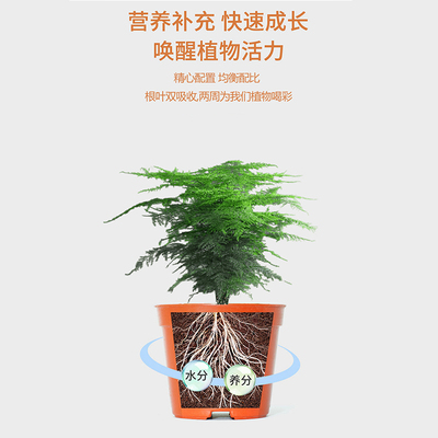 极速免稀释文竹专用肥营养液家用盆栽养花植物通用花肥料水土培液