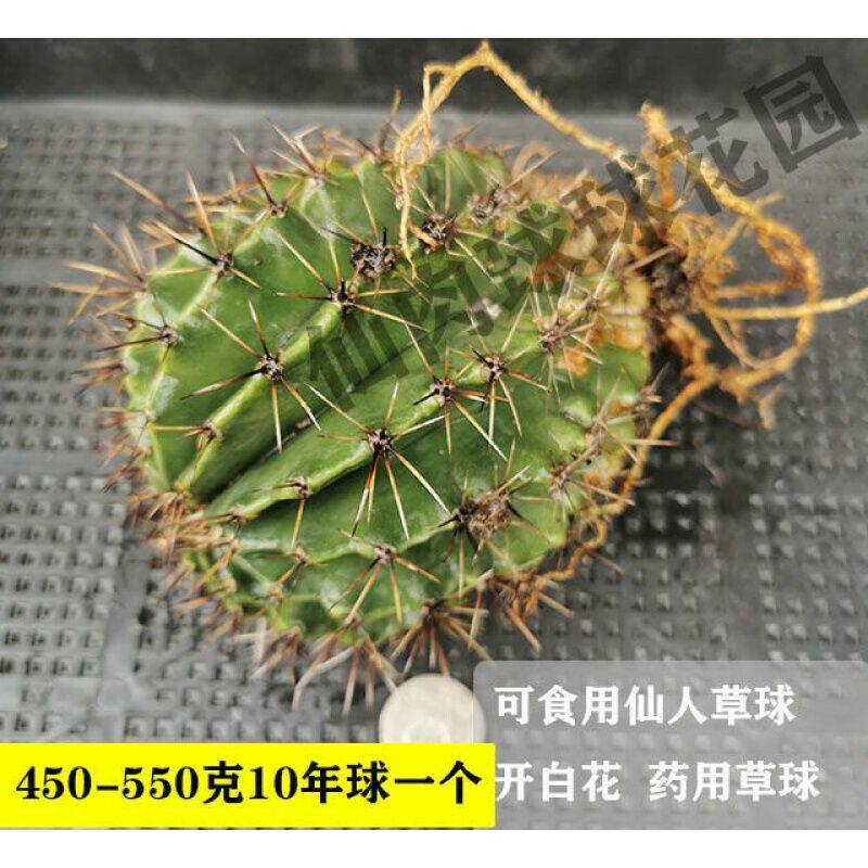 极速食用仙人球3个2年球可食用仙人球草球去胞炖肉-采缇