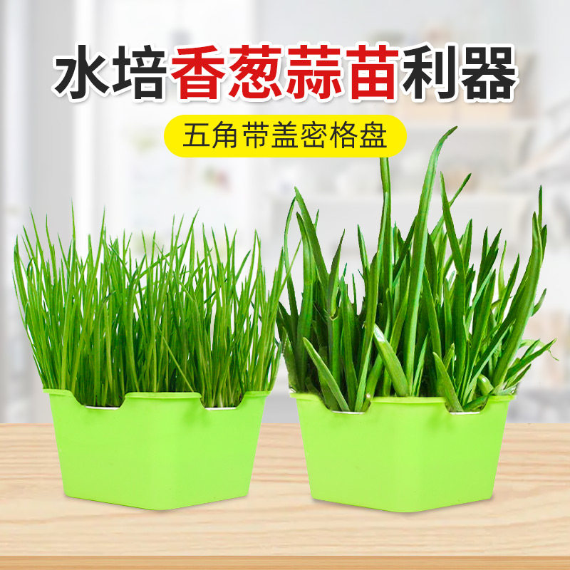 极速种蒜苗神器无土栽培蔬菜设备育苗盘芽苗菜种植盘水培葱苗葱种