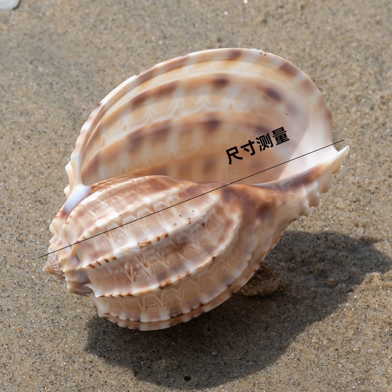 好货天然海螺贝壳琵琶杨桃螺寄居蟹卷贝鱼专用壳水族鱼缸摆件儿童