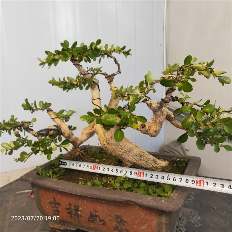 极速瓜子黄杨盆景老桩童子功老盆口邻水式过桥式四季常青阳台庭院