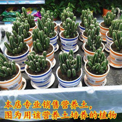 极速花土栀子花茉养土桂花玫瑰茶花土月季营莉花盆栽土种植月季专