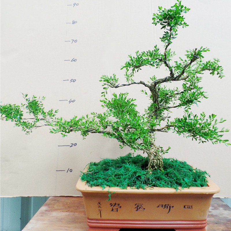 极速老桩造型珍珠黄杨盆景植物室内树桩盆栽大型盆景树桌面绿植客