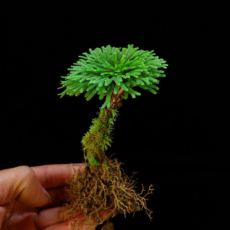 极速吸水石植物卷柏苔藓附石菖蒲盆景假山水陆缸雨林造景绿植上水