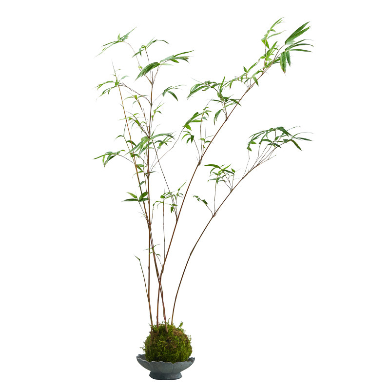 极速苔玉苔藓球红观音竹米竹子水培好养客厅室内绿植物中式桌面盆