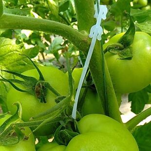 极速大棚蔬菜西红柿挂钩番茄吊钩果穗钩塑料吊穗钩挂果钩吊蔓托穗