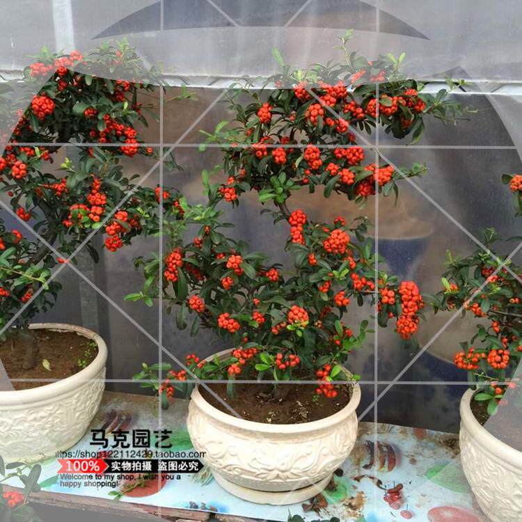 极速过年花卉金玉满堂盆栽树木绿植物火棘花草室内四季好养家用家
