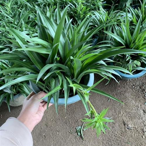 极速青叶吊兰大盆客厅室内垂吊植物净化空气吸甲醛绿植金边吊兰盆