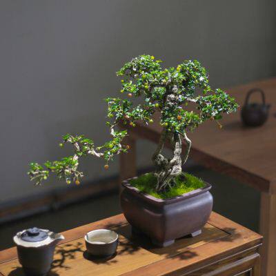 极速小叶福建茶老桩提根造型盆景玄关办公室庭院观果常青好养造型