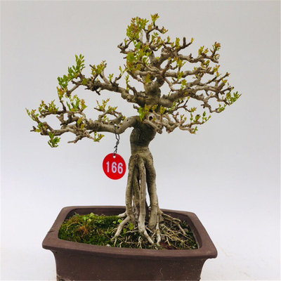 张氏微景园对节白腊树桩熟桩小型盆景阳台办公桌造型植物