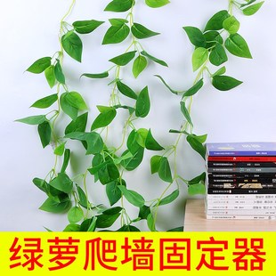 爬藤固定器室内绿萝上墙卡扣免打孔植物爬藤绿植墙面挂钩夹子 月季
